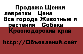 Продажа Щенки левретки › Цена ­ 40 000 - Все города Животные и растения » Собаки   . Краснодарский край